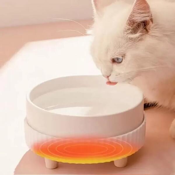 photo of a heated feeding bowl