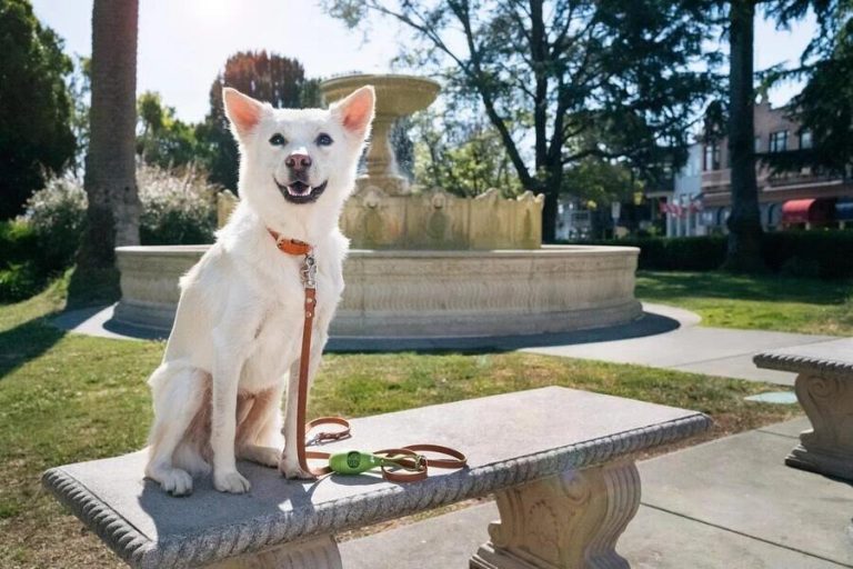 photo of a dog outside