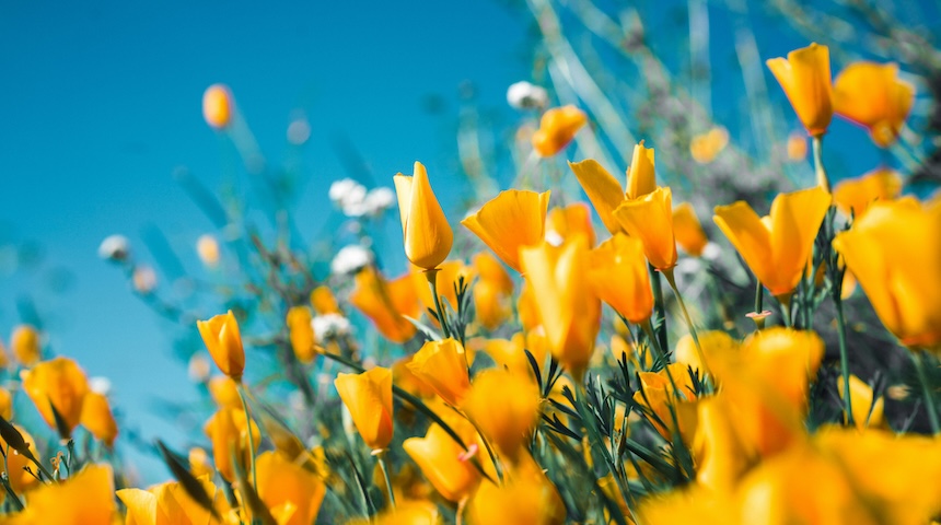 what spring means for online store owners
